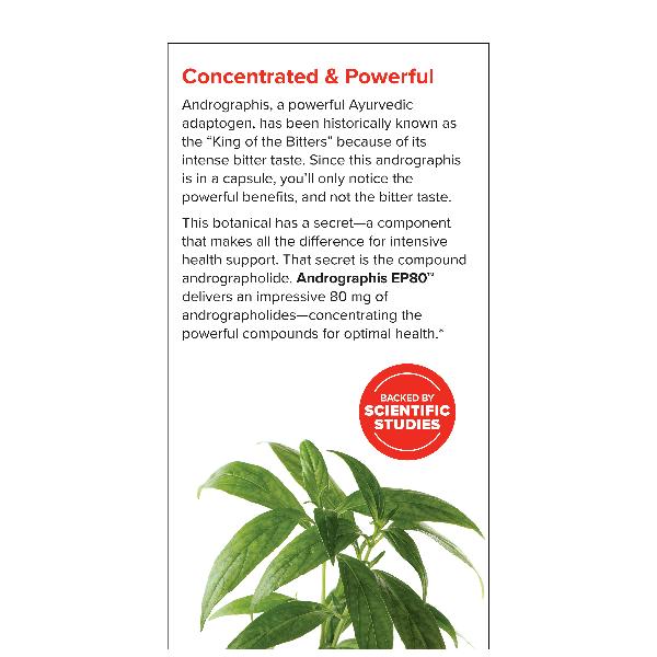 Andrographis EP80 Extra Strength 60 Capsules - Image 3